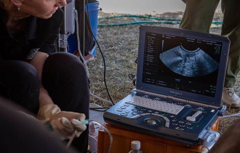 New Northern White Rhino Embryo Created as Only Two Females Remain