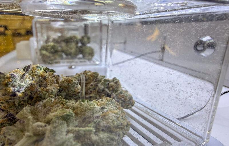 Buds of marijuana on display inside Mother Earth Wellness in Pawtucket, Rhode Island. (Photo by Christopher Shea/Rhode Island Current)